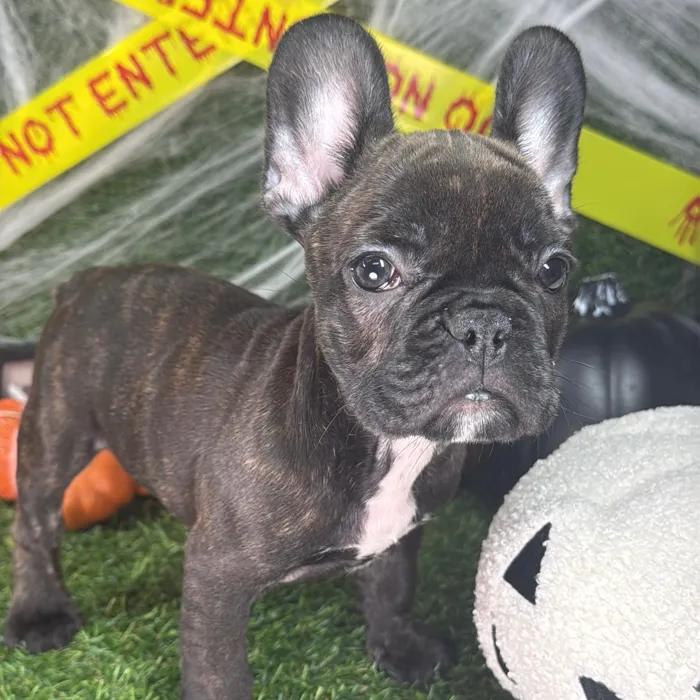 Female French Bulldog puppy named Flo for sale at Puppy Dreams - Arlington.