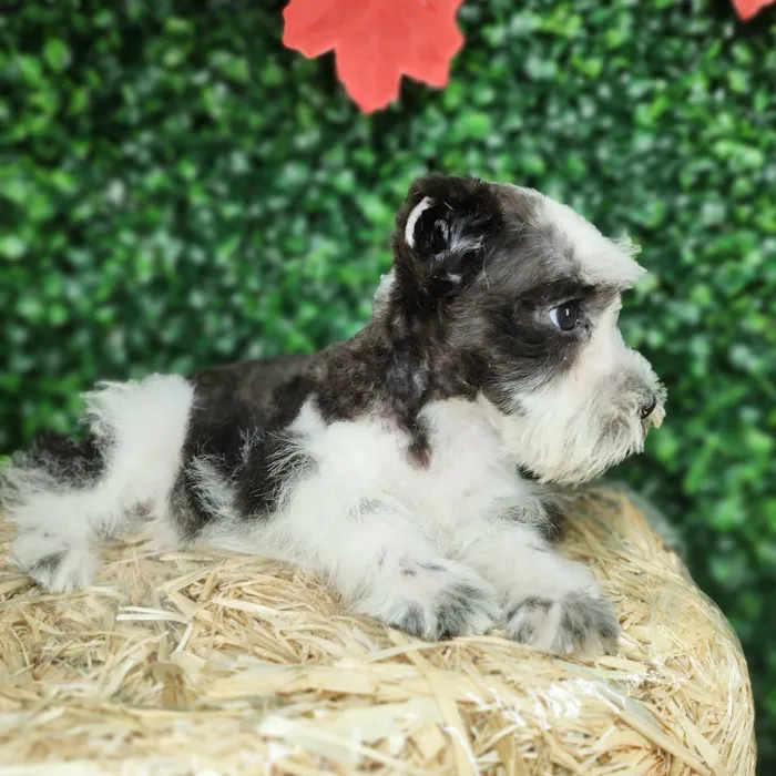 Female Mini Schnauzer puppy named Cumbia for sale at Puppy Dreams - Mansfield.