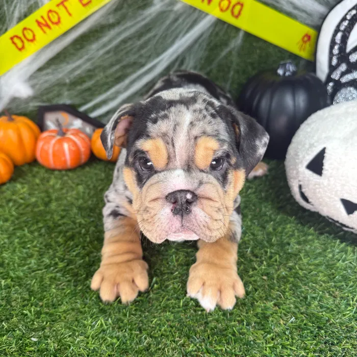 Male English Bulldog puppy named Chunks for sale at Puppy Dreams - Arlington.