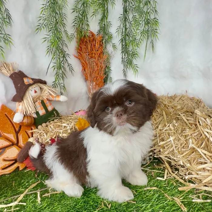 Male Shih Tzu puppy named Mazda for sale at Puppy Dreams - Denton.