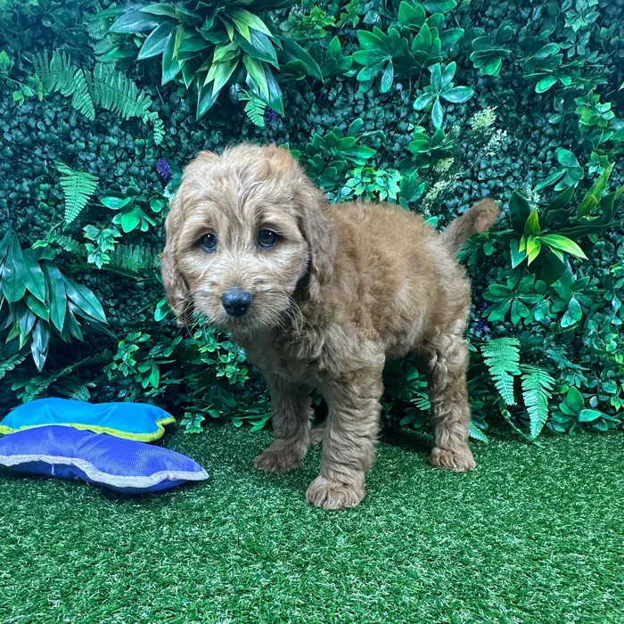 Female Mini Goldendoodle puppy named Cinnamon for sale at Puppy Dreams - Parks Mall.