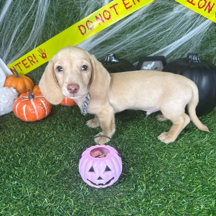 Male Dachshund puppy named Peanut for sale at Puppy Dreams - Arlington.