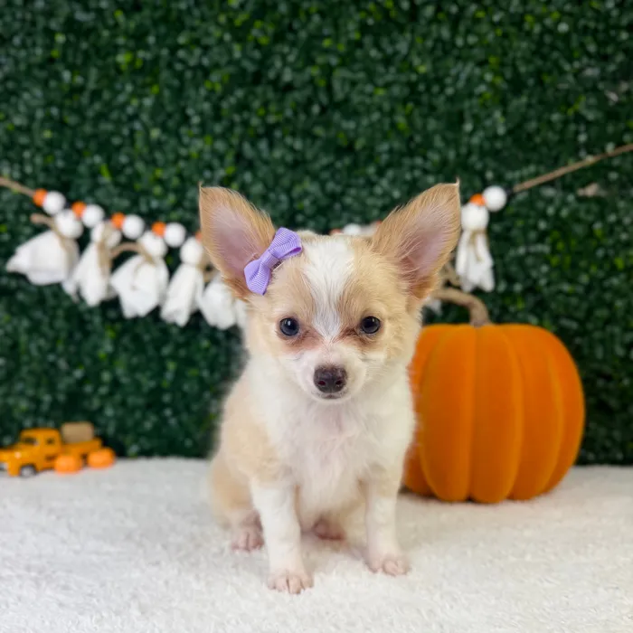 Female Chihuahua puppy named Elsi for sale at Puppy Dreams - Garland.