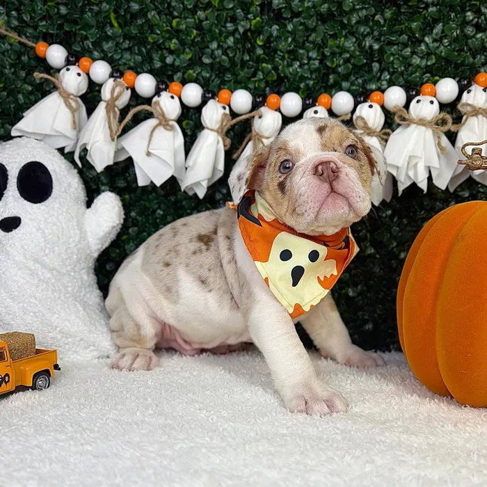 Male English Bulldog puppy named Wally for sale at Puppy Dreams - Garland.