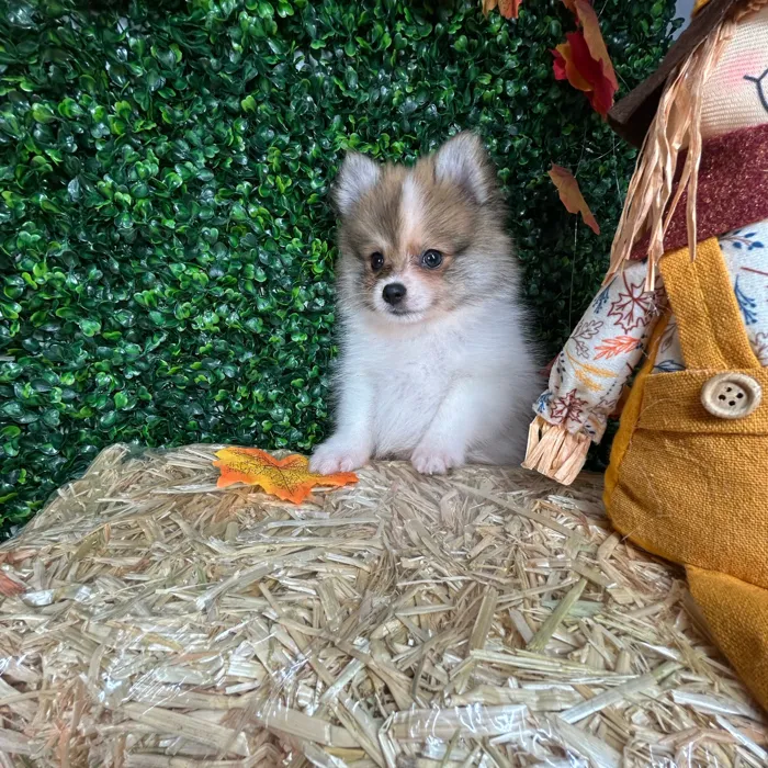 Male Pomeranian puppy named Twist for sale at Puppy Dreams - Mansfield.