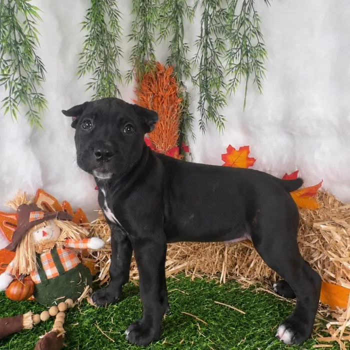 Female Cane Corso puppy named Mercedes for sale at Puppy Dreams - Denton.