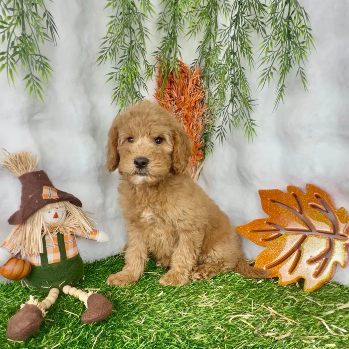 Male Mini Goldendoodle puppy named Pauly for sale at Puppy Dreams - Denton.