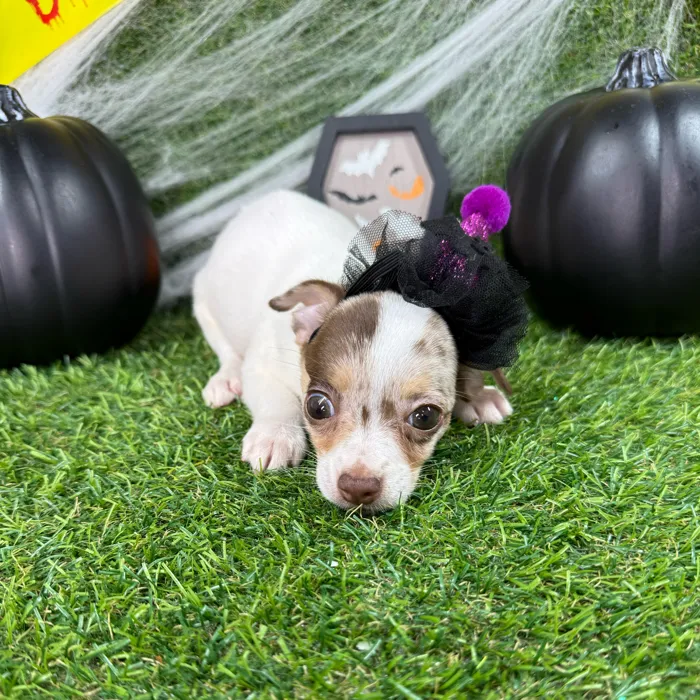 Female Chihuahua puppy named Boo for sale at Puppy Dreams - Arlington.