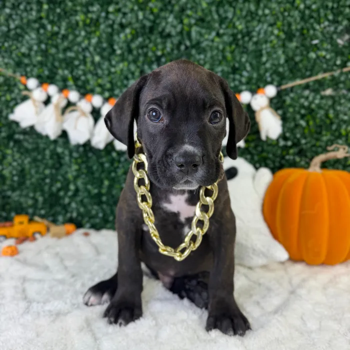 Male Cane Corso puppy named Zane for sale at Puppy Dreams - Garland.