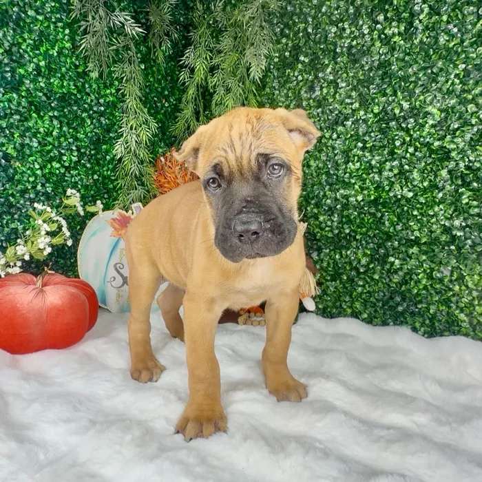 Male Cane Corso puppy named Dracula for sale at Puppy Dreams - Denton.