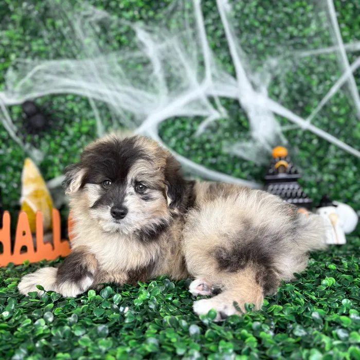 Male Pomsky puppy named Bolt for sale at Puppy Dreams - North Richland Hills.