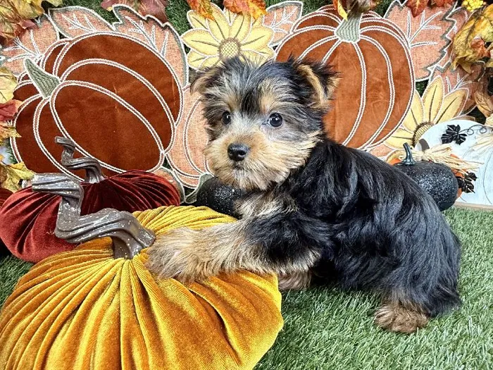 Female Yorkie puppy named Mocha for sale at Puppy Dreams - Carrollton.
