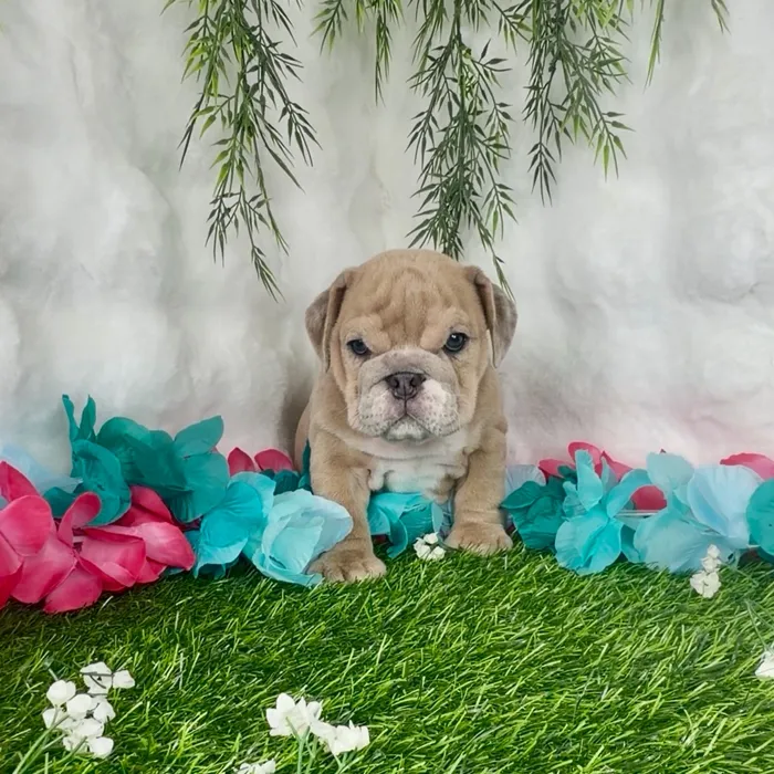 Female English Bulldog puppy named Cheeto for sale at Puppy Dreams - Denton.