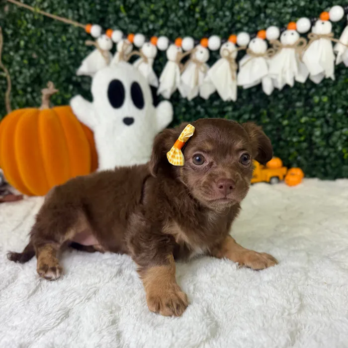 Female Chihuahua puppy named Sofi for sale at Puppy Dreams - Garland.