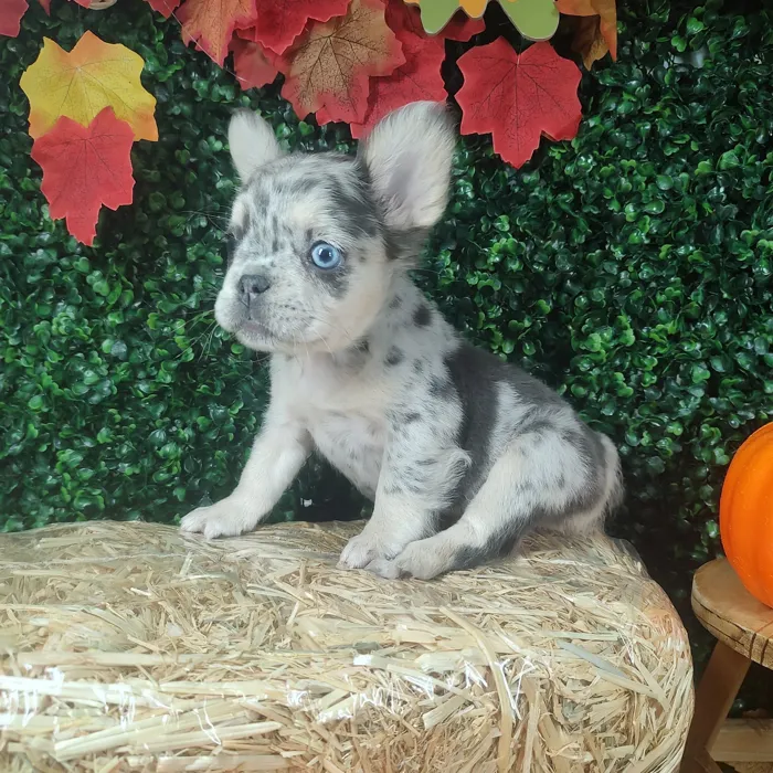 Female Fluffy French Bulldog puppy named Kettle for sale at Puppy Dreams - Mansfield.