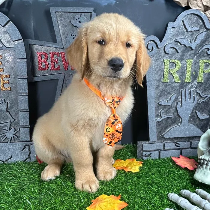 Male Golden Retriever puppy named Toffee for sale at Puppy Dreams - Mansfield.