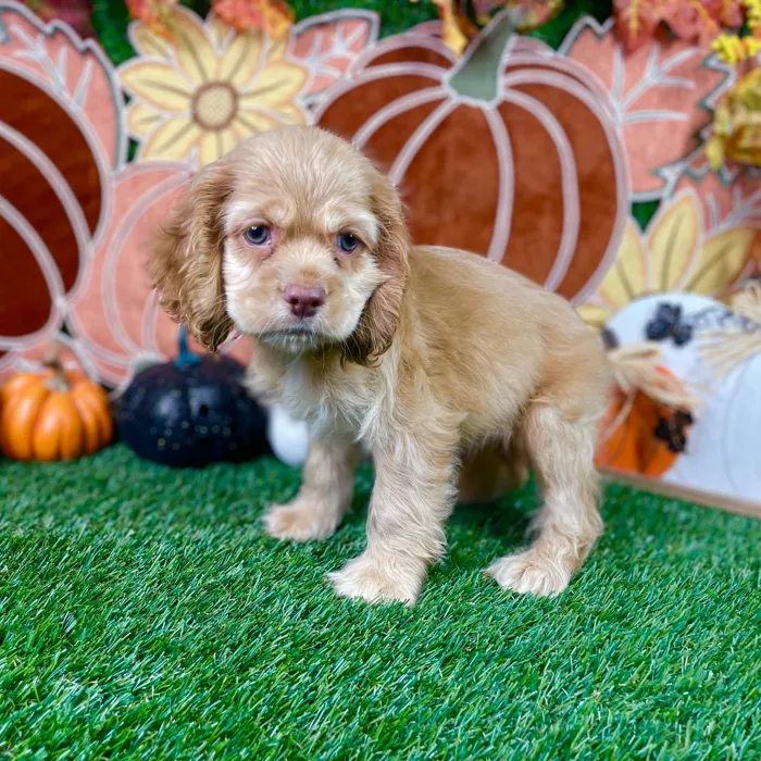 Male Cocker Spaniel puppy named Raiden for sale at Puppy Dreams - Carrollton.