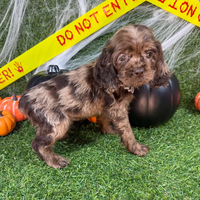 Female Cocker Spaniel puppy named Jinx for sale at Puppy Dreams - Arlington.