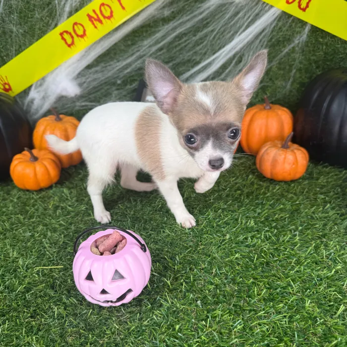 Female Chihuahua puppy named Winnie for sale at Puppy Dreams - Arlington.