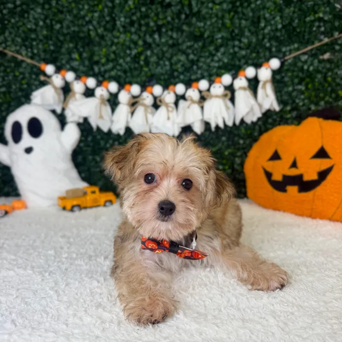 Male Yochon puppy named Teddy for sale at Puppy Dreams - Garland.