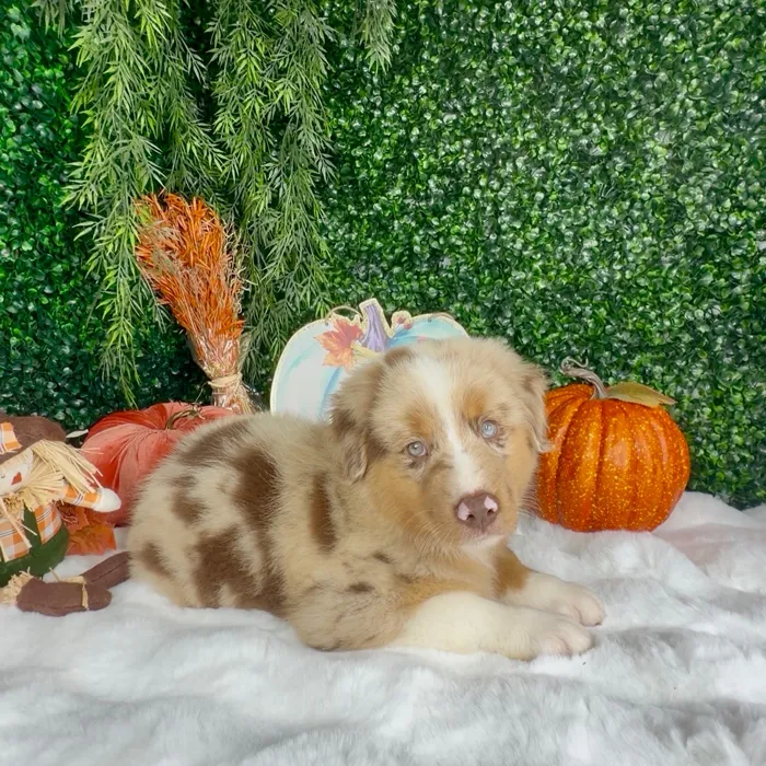 Male Mini Aussie puppy named Hunter for sale at Puppy Dreams - Denton.