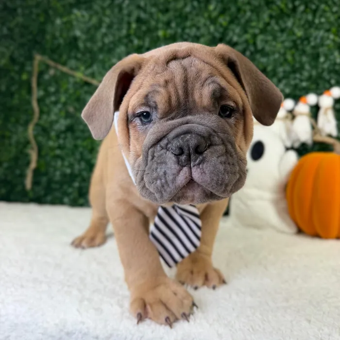 Male English Bulldog puppy named Chief for sale at Puppy Dreams - Garland.