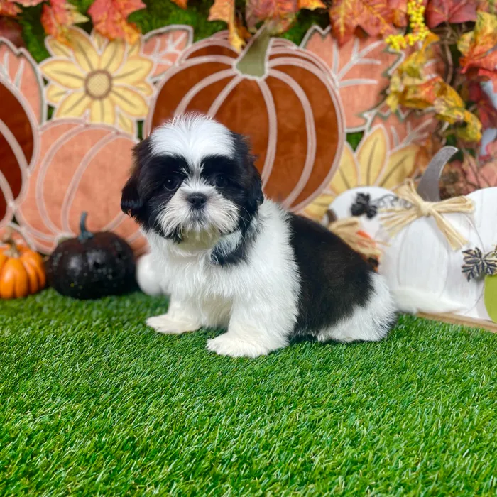 Male Shih Tzu puppy named Oreo for sale at Puppy Dreams - Carrollton.