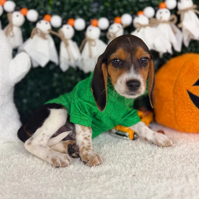 Male Beagle puppy named Jack for sale at Puppy Dreams - Garland.