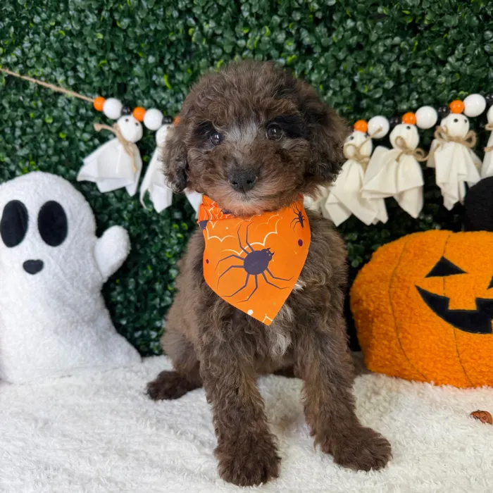 Male Poodle Toy puppy named Pookie for sale at Puppy Dreams - Garland.