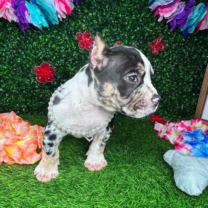 Female American Bully puppy named *Funyuns* for sale at Puppy Dreams - Mansfield.
