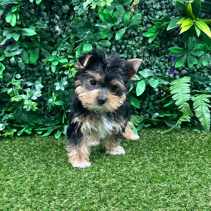 Female Yorkie puppy named Spice for sale at Puppy Dreams - Parks Mall.