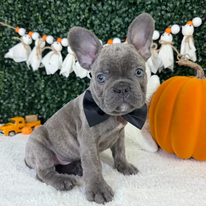 Male French Bulldog puppy named Bluey for sale at Puppy Dreams - Garland.