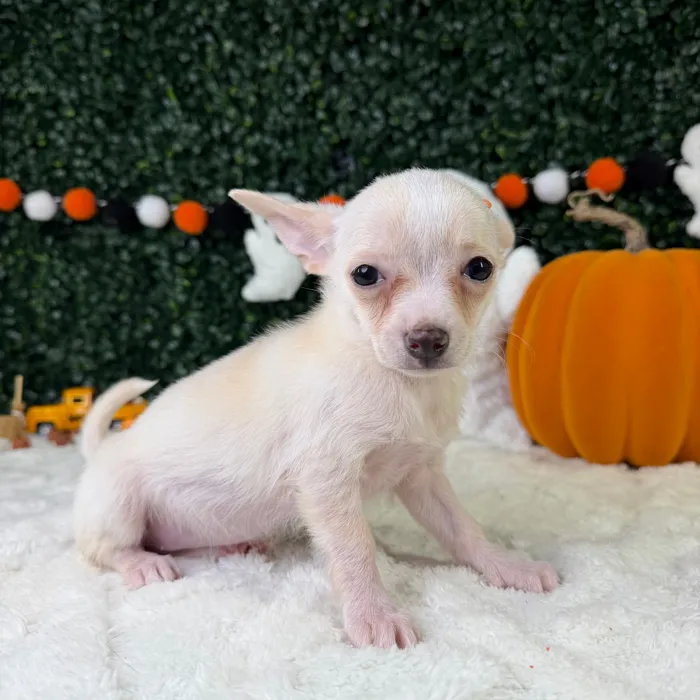 Female Chihuahua puppy named Rosie for sale at Puppy Dreams - Garland.