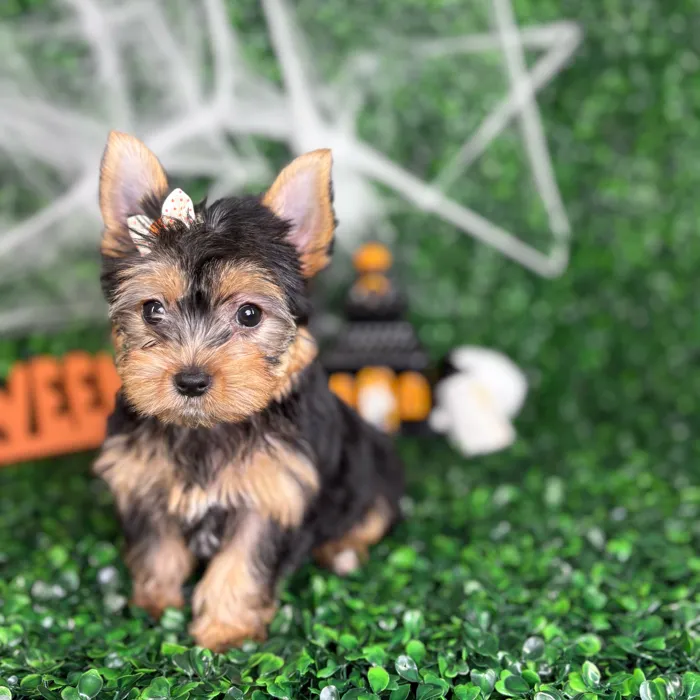 Female Yorkie puppy named Honey for sale at Puppy Dreams - North Richland Hills.