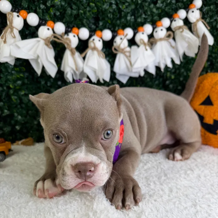Female American Bully puppy named Prada for sale at Puppy Dreams - Garland.