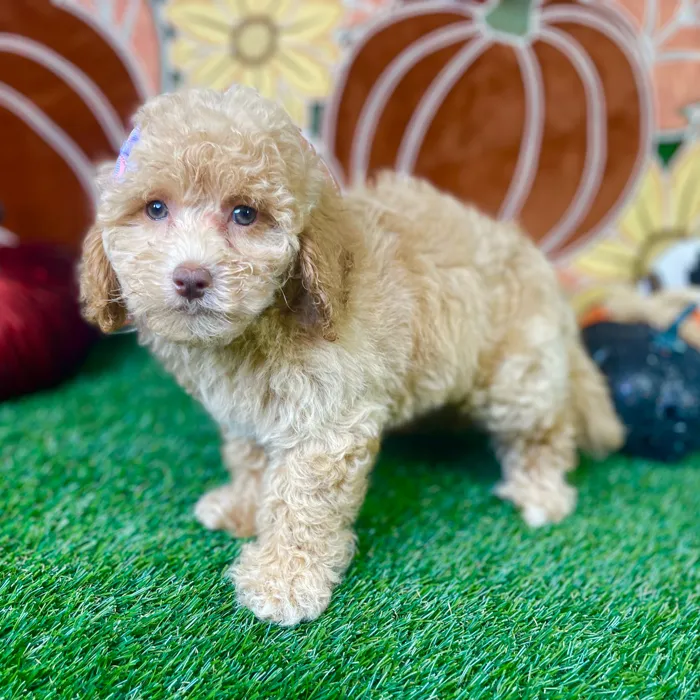 Female Cockapoo puppy named Pixie for sale at Puppy Dreams - Carrollton.