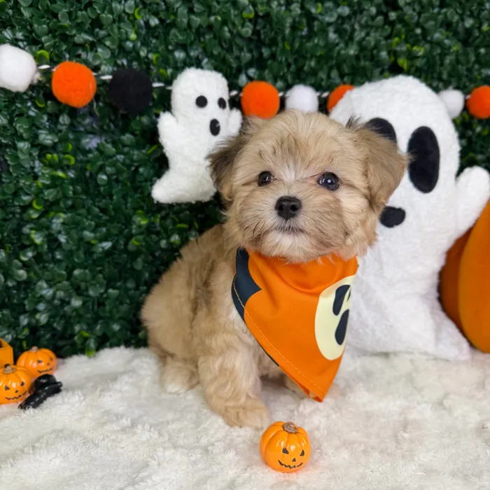 Male Maltipoo puppy named Blaze for sale at Puppy Dreams - Garland.