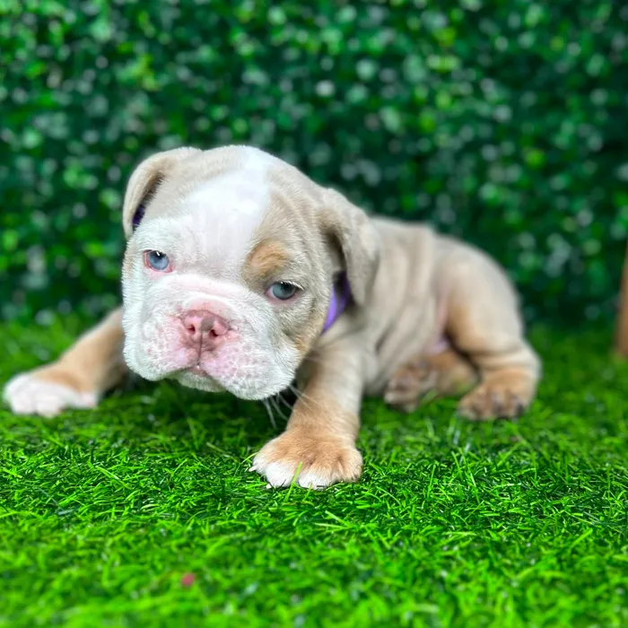 Male English Bulldog puppy named *Pablo* for sale at Puppy Dreams - Mansfield.