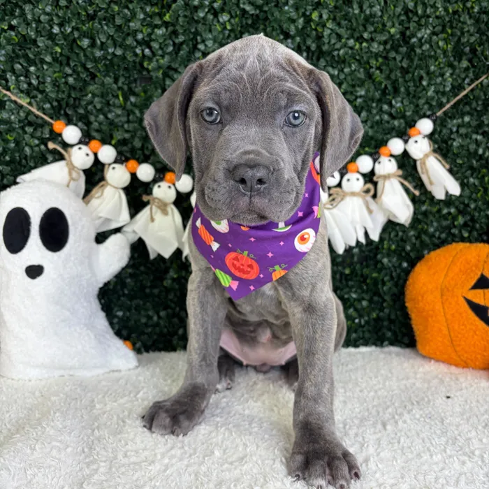 Female Cane Corso puppy named Twilight for sale at Puppy Dreams - Garland.