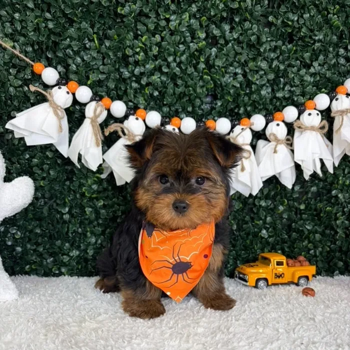 Male Yorkie puppy named Binx for sale at Puppy Dreams - Garland.