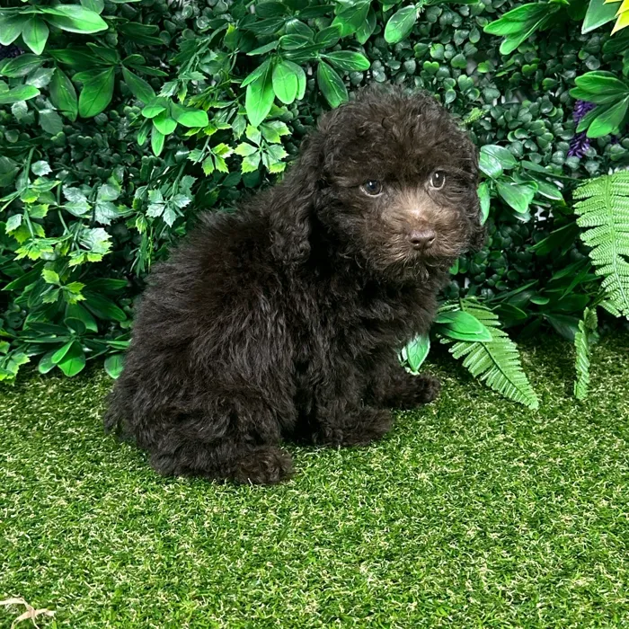 Male Mini Poodle puppy named Chocolate for sale at Puppy Dreams - Parks Mall.