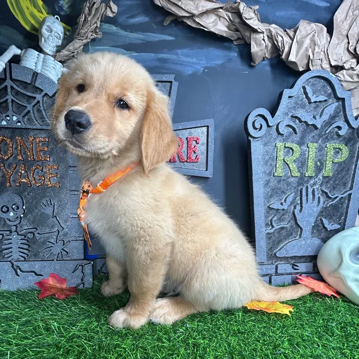 Male Golden Retriever puppy named Toffee for sale at Puppy Dreams - Mansfield.