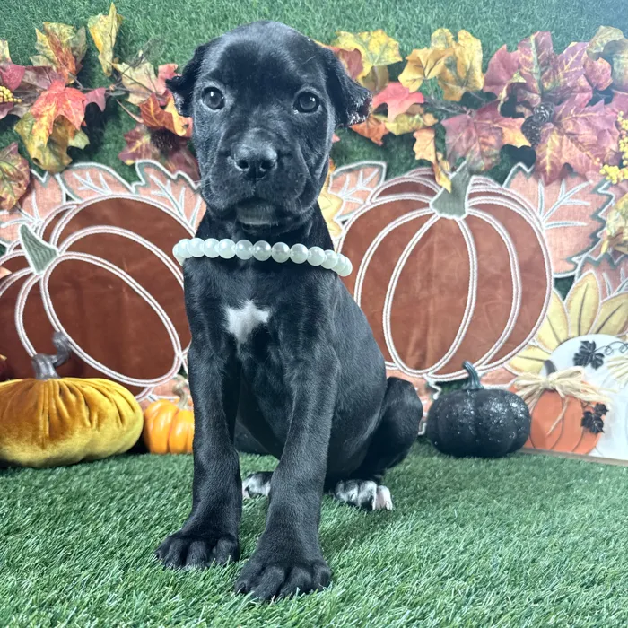 Female Cane Corso puppy named Delta for sale at Puppy Dreams - Carrollton.