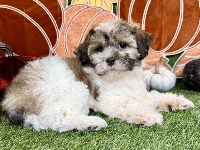 Male Teddy Bear puppy named Ranger for sale at Puppy Dreams - Carrollton.