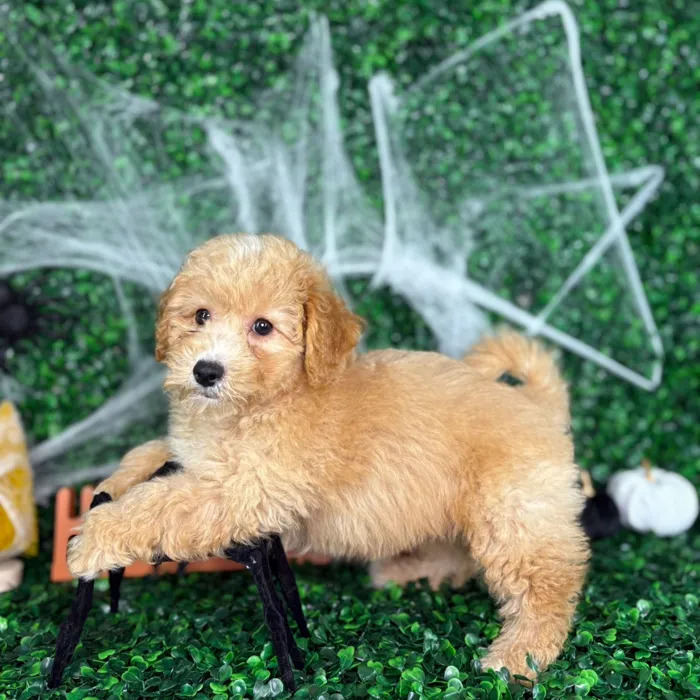 Male Bichon-Poodle puppy named Bentley for sale at Puppy Dreams - North Richland Hills.