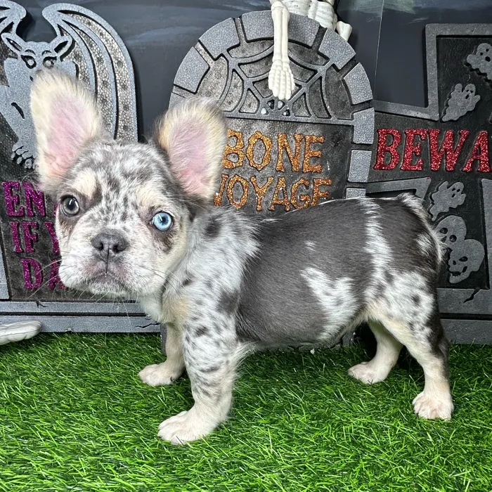 Female Fluffy French Bulldog puppy named *Delia* for sale at Puppy Dreams - Mansfield.