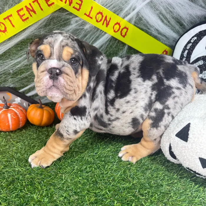 Male English Bulldog puppy named Chunks for sale at Puppy Dreams - Arlington.