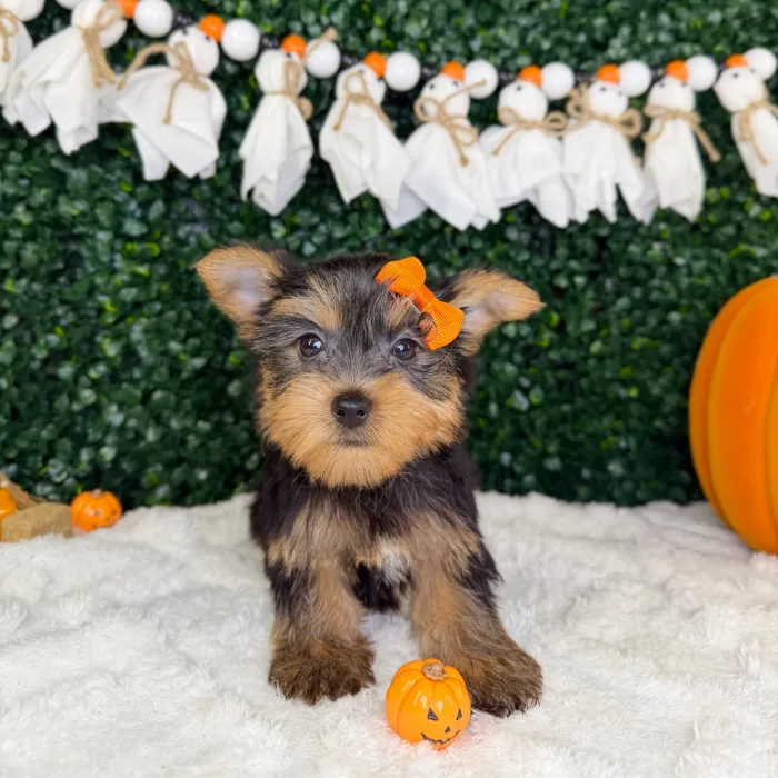 Female Yorkie puppy named Gia for sale at Puppy Dreams - Garland.