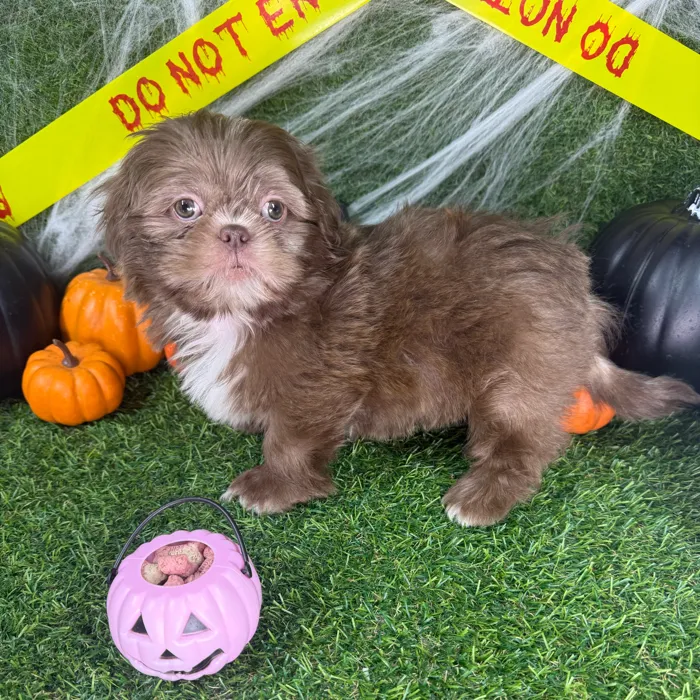 Male Shih Tzu puppy named Theador for sale at Puppy Dreams - Parks Mall.