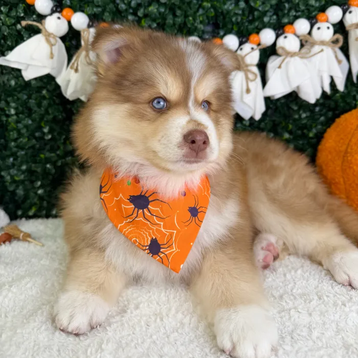 Male Pomsky puppy named Toto for sale at Puppy Dreams - Garland.